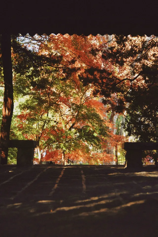 魯迅公園的紅葉已經瘋狂綻放啦