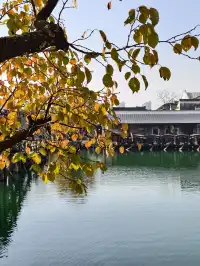 看我用手機記錄鹽官最濃的秋色附機位版