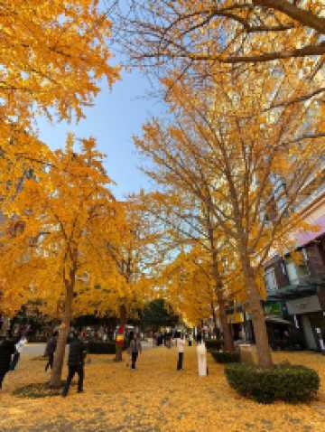 魔都黃金城道觀賞銀杏｜秒穿金色童話