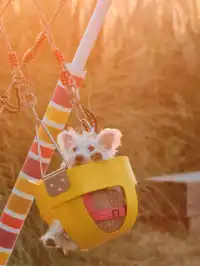 蘇州陽澄湖｜帶快樂小狗來草坪撒歡打滾