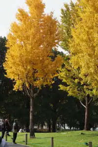 絕了！世博銀杏林真的太好拍了！！