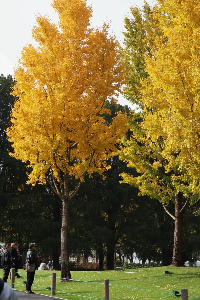 絕了！世博銀杏林真的太好拍了！！