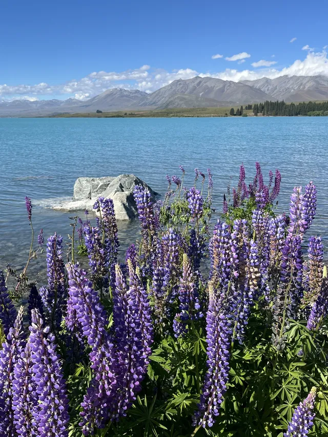 新西蘭 Tekapo