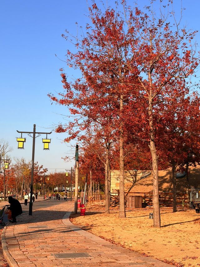 魔都周邊賞秋秘境｜廣富林的紅楓太絕了人少景美快衝！