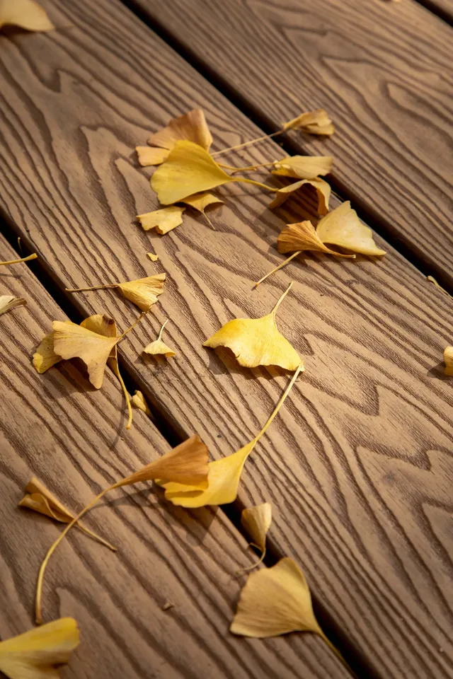 錯過等一年|川博銀杏已進入巔峰期 錯過等一年|川博銀杏已進入巔峰期