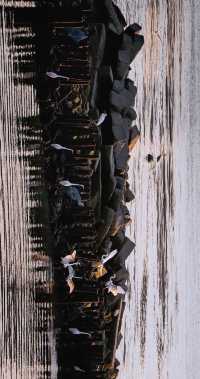 順濟橋畔觀鳥勝地