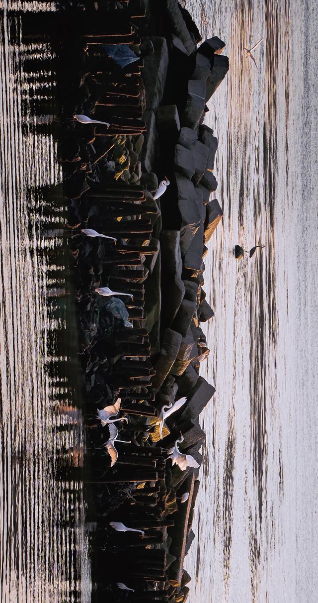 順濟橋畔觀鳥勝地