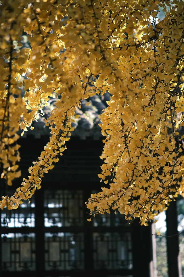 不要錯過揚州看銀杏的時節 不要錯過揚州看銀杏的時節