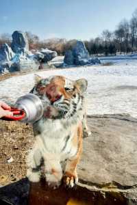哈爾濱必打卡!東北虎林園與百獸之王0距離接觸!