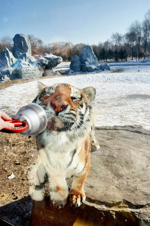 哈爾濱必打卡!東北虎林園與百獸之王0距離接觸! 哈爾濱必打卡!東北虎林園與百獸之王0距離接觸!