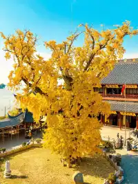 12.4實拍!青浦報國寺銀杏,禪意氛圍感拉滿!