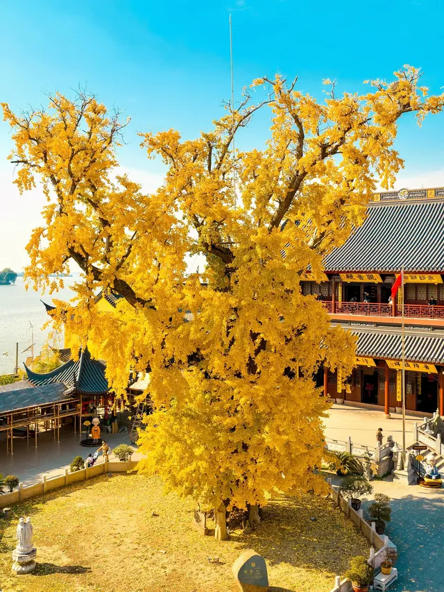 12.4實拍!青浦報國寺銀杏,禪意氛圍感拉滿! 12.4實拍!青浦報國寺銀杏,禪意氛圍感拉滿!