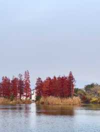 尚湖秋日醉美秘境