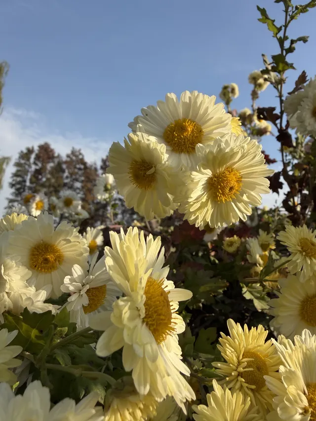烏村農耕集|打卡藏在烏鎮古村的杭白菊花海 烏村農耕集|打卡藏在烏鎮古村的杭白菊花海