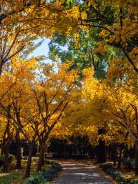 魔都秋日私藏共青森林的治癒漫遊手記