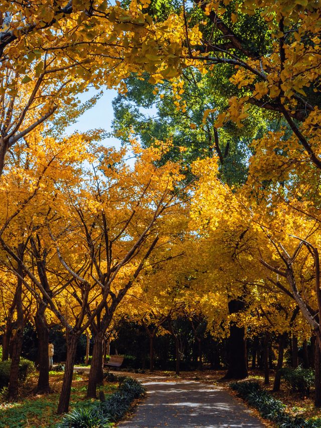 魔都秋日私藏共青森林的治癒漫遊手記