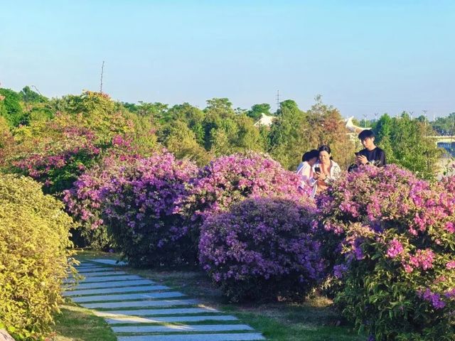 廈門市花島|三角梅花海盛放,住進錦江之星品尚開啟浪漫之旅 廈門市花島|三角梅花海盛放,住進錦江之星品尚開啟浪漫之旅