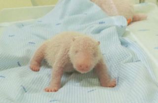 อินโดนีเซียต้อนรับแพนด้ายักษ์ตัวแรกที่เกิดในประเทศ