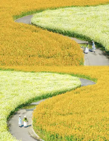 最新】クロード・モネ財団 - チケット、営業時間、口コミ、写真 [2026