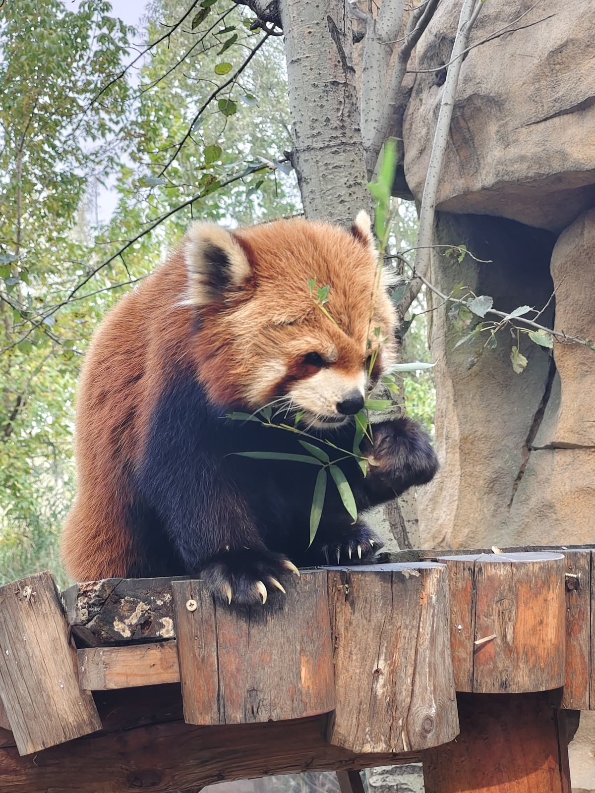 🔥The ultimate nanny-level guide to Beijing Wildlife Park is here! Transportation, must-see spots, food, and pitfalls all explained at once. Whether you're with family, friends, or a couple, you can easily follow this plan to explore the entire park without getting tired~

🚗【Transportation Guide】
Self-driving: Navigate to "Beijing Wildlife Park," exit at Yufa on the Jingkai Expressway, about 1 hour from downtown. Parking costs 20 RMB/day. Tickets for vehicles under 7 seats in the self-driving area are 200 RMB per car, allowing free stops and photo opportunities.
Public Transport: Take Metro Line 4 to Tiangongyuan Station Exit C, then transfer to bus 842/Xing 28/943 to "Beijing Wildlife Park Station," a 3-minute walk to the main entrance. Group rides cost about 150-200 RMB one way, saving time and effort.
Internal Transport: Free small train loop takes 40 minutes with commentary; electric carts are available for rent in walking areas, perfect for kids and elders to save energy.

🐯【Must-Visit Attractions (Real Visitor Reviews)】
1. Fierce Beast Experience Zone
“Brown bears interact by grabbing the car, tigers and lions up close are super thrilling, go early to avoid queues!”
Be sure to ride the cage feeding car, buy meat strips to feed. Brown bears will wave for food, Siberian tigers and wolf packs pass right by the car, creating a strong sense of pressure. It’s recommended to head here right at opening to avoid peak queues.

2. Red Panda Pavilion
“The top star of the park, most active in the morning, super healing with close interaction!”
The park’s most popular attraction. Buy bamboo leaves to feed up close. Red pandas will come close and climb on arms, fluffy and adorable, perfect for photos with a 100% success rate. Best condition before 10 AM.

3. Self-driving/Small Train Tour Area
“11 km natural zoo, animals roam freely like stepping into the African savannah!”
The left side of the free small train offers better views. Zebras, giraffes, alpacas, and sika deer stroll beside the car. You can watch slowly. Self-driving allows stopping anytime for photos, fully immersing in the wild atmosphere.

4. Cute Baby Animal Kindergarten
“A collection of baby animals like little tigers and lions that melt your heart!”
Showcases various animal babies. Keepers share daily growth stories. Soft and adorable, a must-visit for families, full of healing vibes.

5. Capybara Interaction Zone
“Capybaras have great temperaments, so gentle you can pet them, the ultimate chill cute pet!”
You can feed them corn leaves. Capybaras move slowly and calmly, very gentle for photos. A new popular spot in the park.

🍔【Food Recommendations】
1. Show Food Street: Indoor food court with biangbiang noodles, Lanzhou hand-pulled noodles, pickled fish rice, teppanyaki fried rice. Around 50+ RMB per person, generous portions and many choices, no need to wait under the sun.
2. Red Panda Café: Red panda-themed coffee and ice cream, visually appealing and tasty, perfect for a break and check-in.
3. Lakeview Restaurant: North walking area, Chinese stir-fry dishes, signature deep-fried mushrooms, courtyard-style comfortable environment, good for a proper meal.
4. Hornbill Café: On the second floor where you can feed hornbills, unique desserts plus animal interaction, niche and fun.
5. Park Snacks: Grilled sausages, popcorn, sweet corn, quick energy boosts, very convenient for snacking while exploring.

⚠️【Pitfall Warnings】
1. Entry Time: Arrive before 9 AM, even earlier on weekends and holidays to reduce queues by 80% at the fierce beast zone and small train.
2. Small Train Seat Choice: Always sit on the left side for more animals and higher interaction chances, doubling the experience.
3. Save on Feeding: Bring your own pre-cut carrot sticks and cabbage leaves (sealed for carrying). Feeding packages inside the park are pricey.
4. Avoid Overspending: Souvenirs are overpriced, not recommended to buy; dining costs 50-80 RMB per person, you can bring your own simple meals or snacks.
5. Safety Rules: No opening windows or getting off in the self-driving area; no flash photography of animals; do not feed fierce beasts with your own food.
6. Route Optimization: Follow the order “Fierce Beast Zone → North Walking Area → Small Train → South Walking Area” to avoid backtracking and efficiently cover all highlights.

✨Summary: Beijing Wildlife Park is a highly recommended animal paradise on the outskirts of Beijing. It offers lots of interaction, a great environment, and strong playability. With a good plan, you can easily explore the entire park and maximize your fun!