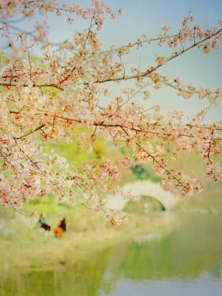 Shanghai Spring Must-Visit: Spring Harmony and Bright Scenery