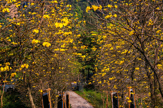 Yunfu Xinxing Xiangshun Xiangwo Hotel|March-April Off-Peak Spring Tea Travel Guide