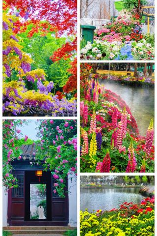April in Suzhou is the true Jiangnan! The latest 2024 flower viewing guide