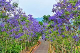 墨江藍花楹盛放，扮靚街巷山野