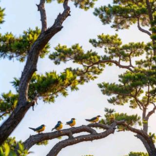 。今回の旅は滁州と楽亭を巡り、緑あふれるリラックスの旅をメインとしています。古き良き豊楽亭から楽亭の遊園地、小島、記念館まで、森の中の童話のようなツリーハウスでの宿泊から、庭園や河川、湖畔の散策まで、まるで優しい童話の本の中に入り込んだかのような癒しのひとときを過ごせます。さあ、私と一緒に、自然と共鳴し、歴史や文化に親しむ旅へ出かけましょう！