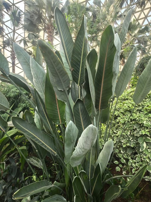 上海週末獨享花海