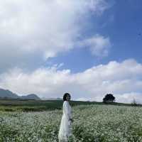 White canola flower fields