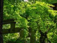 【京都市】静を感じて心洗う庭園🌿