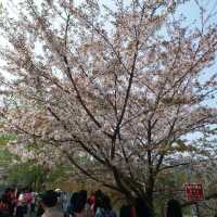 賞櫻名所 上野恩賜公園part2