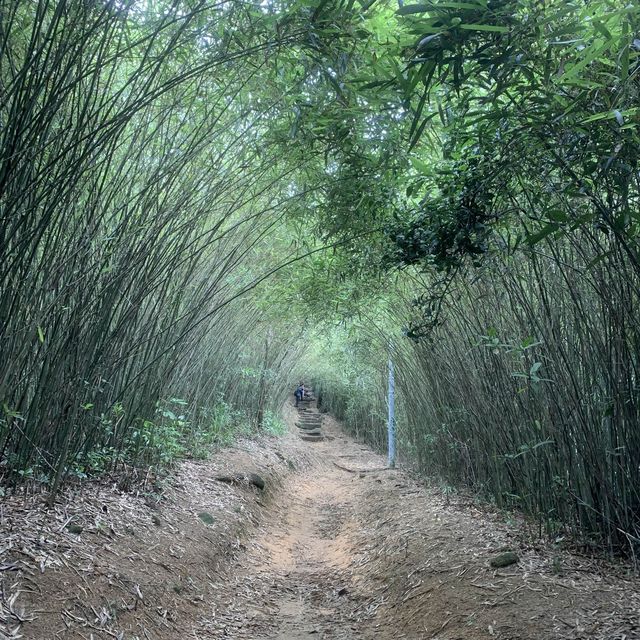 香港既竹林其實都可以好靚