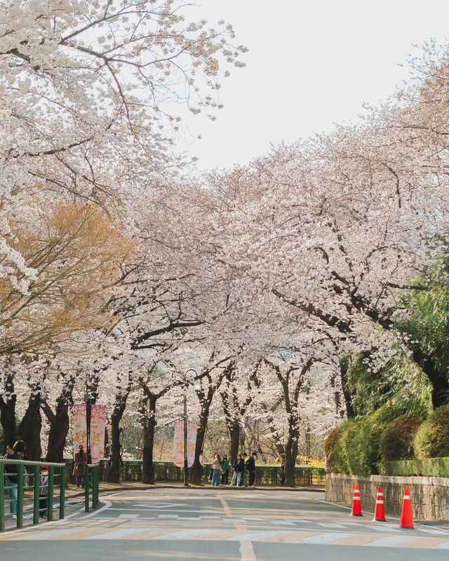 이번 주말, 대구 벚꽃 데이트는 이월드 어때요?