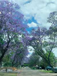 澳洲柏斯浪漫 💕藍花楹Jacaranda 💜