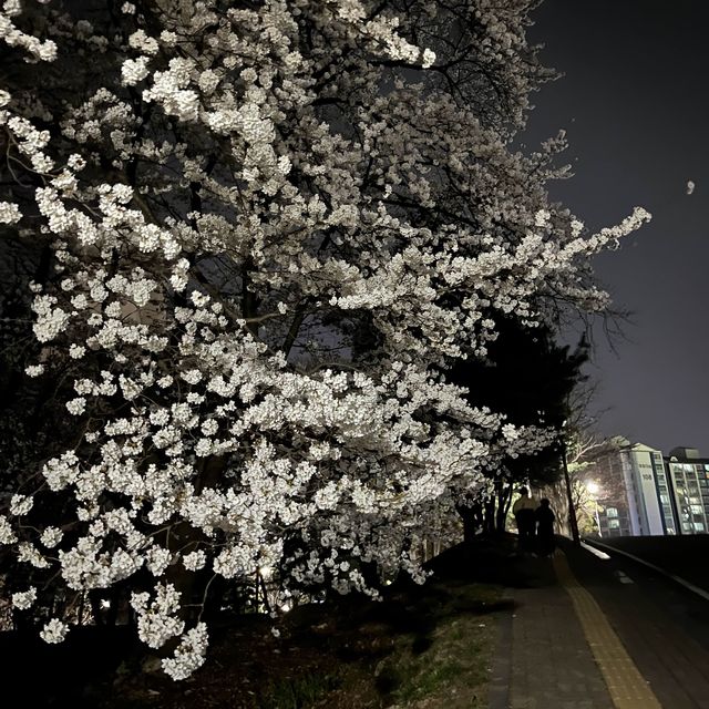 사람보다 벚꽃이 더 많은 공주 벚꽃 스팟모음🌸
