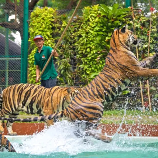 Tiger kingdom phuket Thailand 