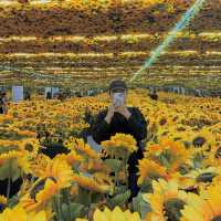 Van Gogh 🌻✨ มาจัดแสดงที่ไทยแล้ว! ที่ ไอคอนสยาม