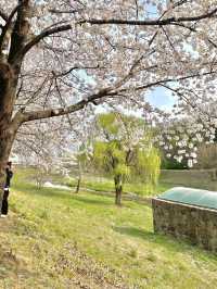 "올림픽 공원"에서 벚꽃 즐겨주기🌸