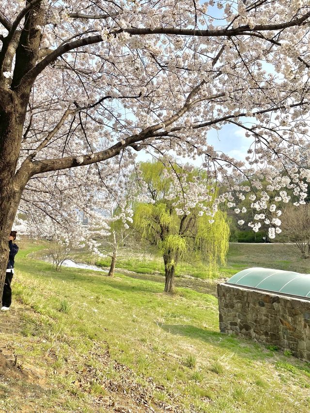 "올림픽 공원"에서 벚꽃 즐겨주기🌸