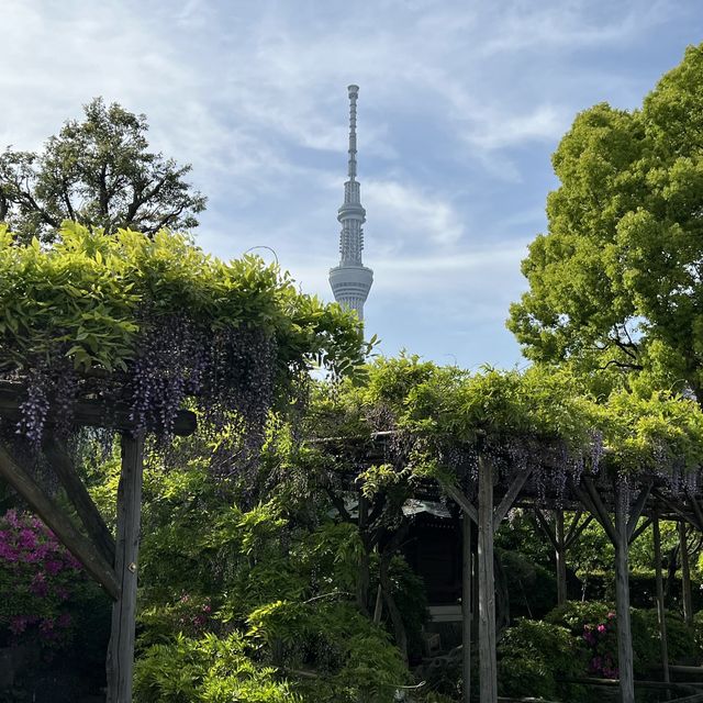 東京 歸戶天神社紫藤花 夜燈 