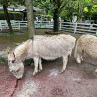 親親大動物 - 九州自然動物園