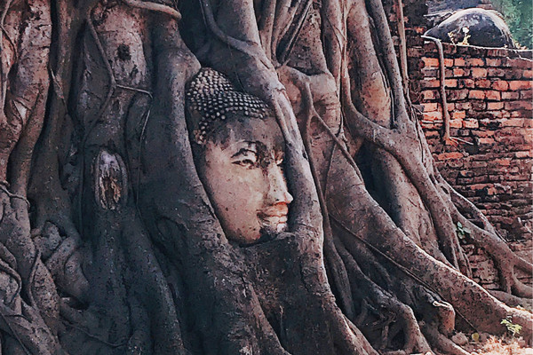 樹中佛像 瑪哈泰寺（樹中佛頭）Wat Mahathat - 泰玩客旅遊