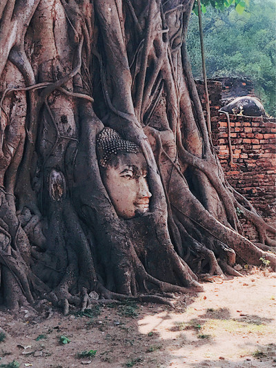 樹中佛像 亞洲，泰國，大城】瑪哈泰寺Buddha head embedded in a Banyan