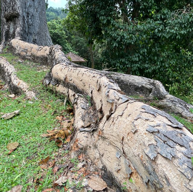 Penang Botanical Garden - a treasure for all