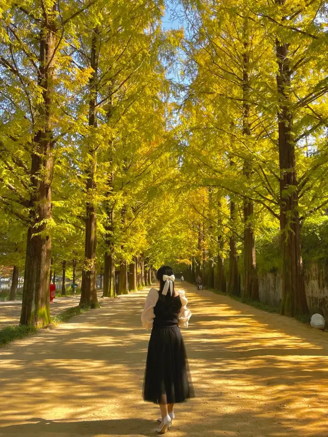 가을 여행지로 추천하는 인생샷 명소, 담양 메타세쿼이아 가로수길🌳