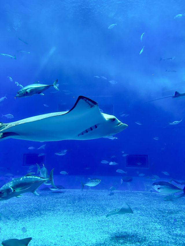 日本｜第一次來沖繩必到訪的美麗海水族館🪸