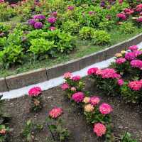 蒲郡　形原あじさいの里で紫陽花と絶景の見晴らしを満喫