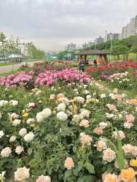 🌹장미의 계절 5월, 안양천 가족정원 장미원 나들이